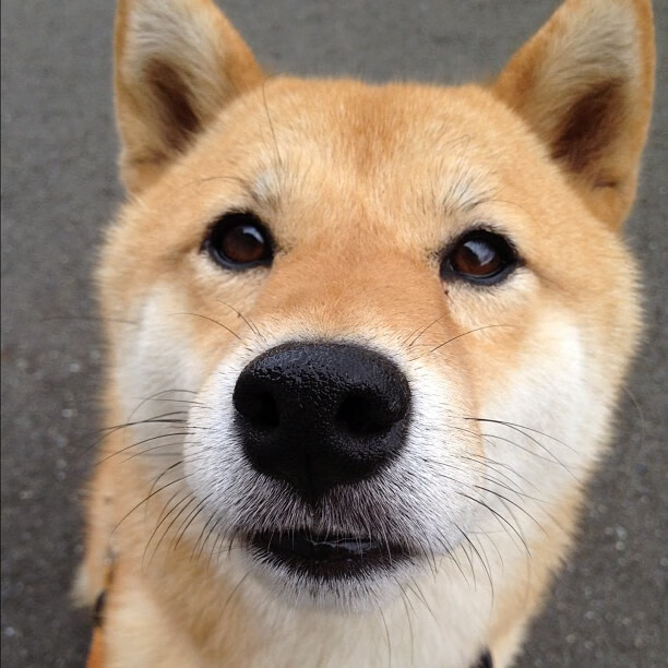 新加坡队的心理与技术双重突破：国际乒联混合团体世界杯赛场纵览