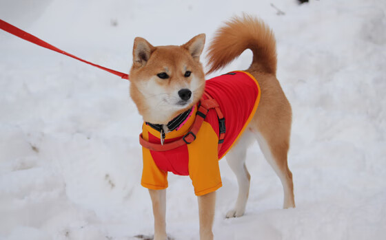 青少年体育赛事组织管理机制，青少年体育协会组织架构